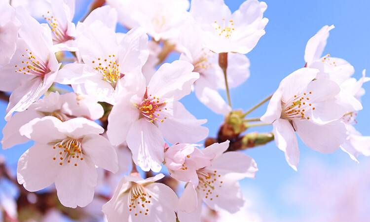 梅の花 開花 つぼみ