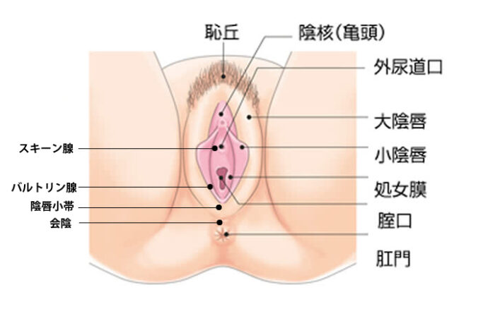 レズビアンセックスとは？女性同士でセックスする方法を紹介！ | せきらら-Sekirara-