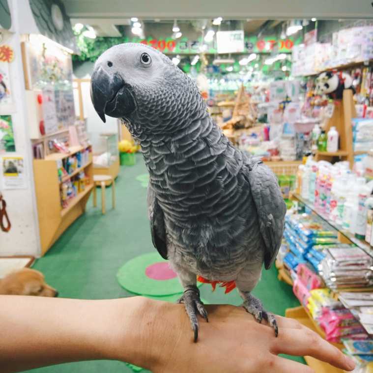 ZOO恵比寿のカワイイ仲間たち | ＺＯＯオフィシャルブログ