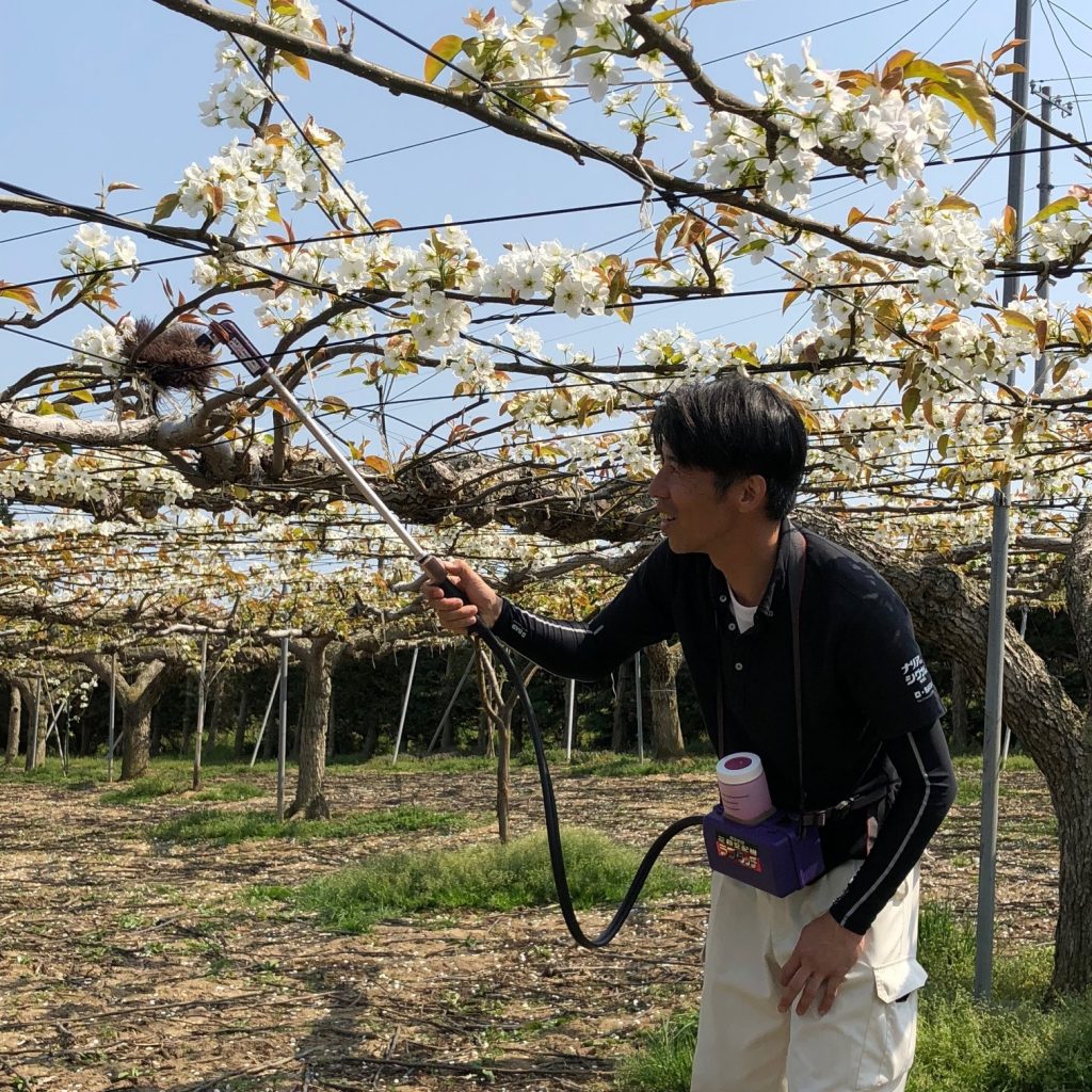 ラブタッチで人工授粉開始！ - 青森県津軽りんご通販（ヤマサンりんご園）-ブログ