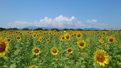 太陽生命ひまわり日本橋ビル(中央区日本橋)のビル情報【オフィスナビ®】