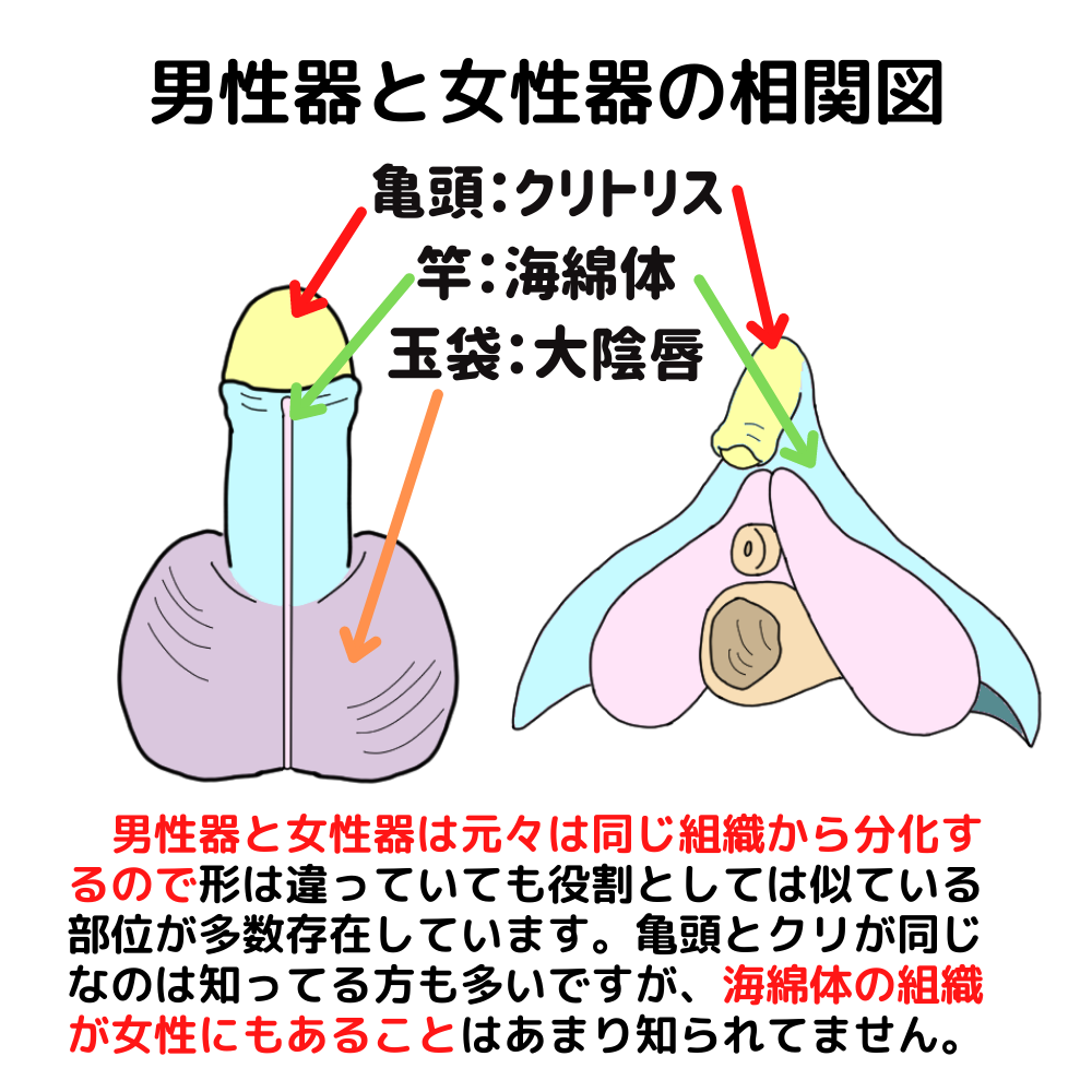 専門家監修】潮吹きとは？イクとの違いは？仕組みと潮吹きしなくてもいい理由 | ファッションメディア -