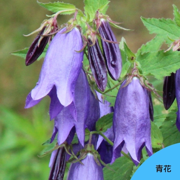 地獄と呼ばれた花を救え！琵琶湖のほとりの青の街再生プロジェクト（峯松孝好（青花製彩） 2022/03/10 公開） -