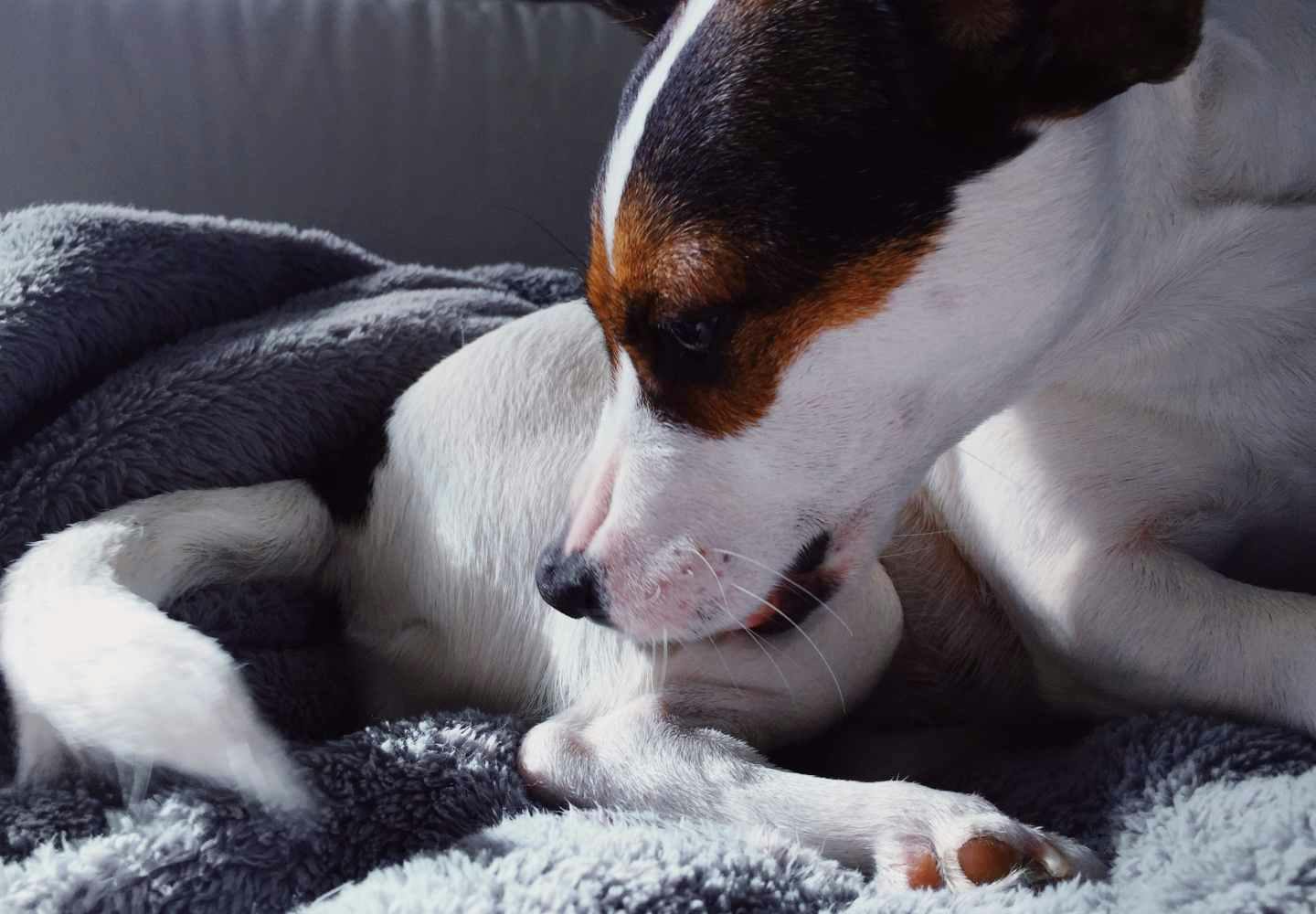 群馬県でトイプードルの子犬を探す｜ブリーダーナビ