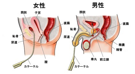 尿道は男女でどのように異なるの？ | 看護roo![カンゴルー]