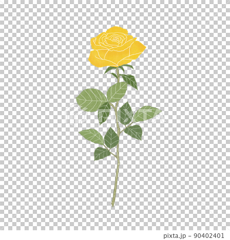 父の日 黄色いバラの花 満開の黄色の薔薇のイラスト素材 [90402401]