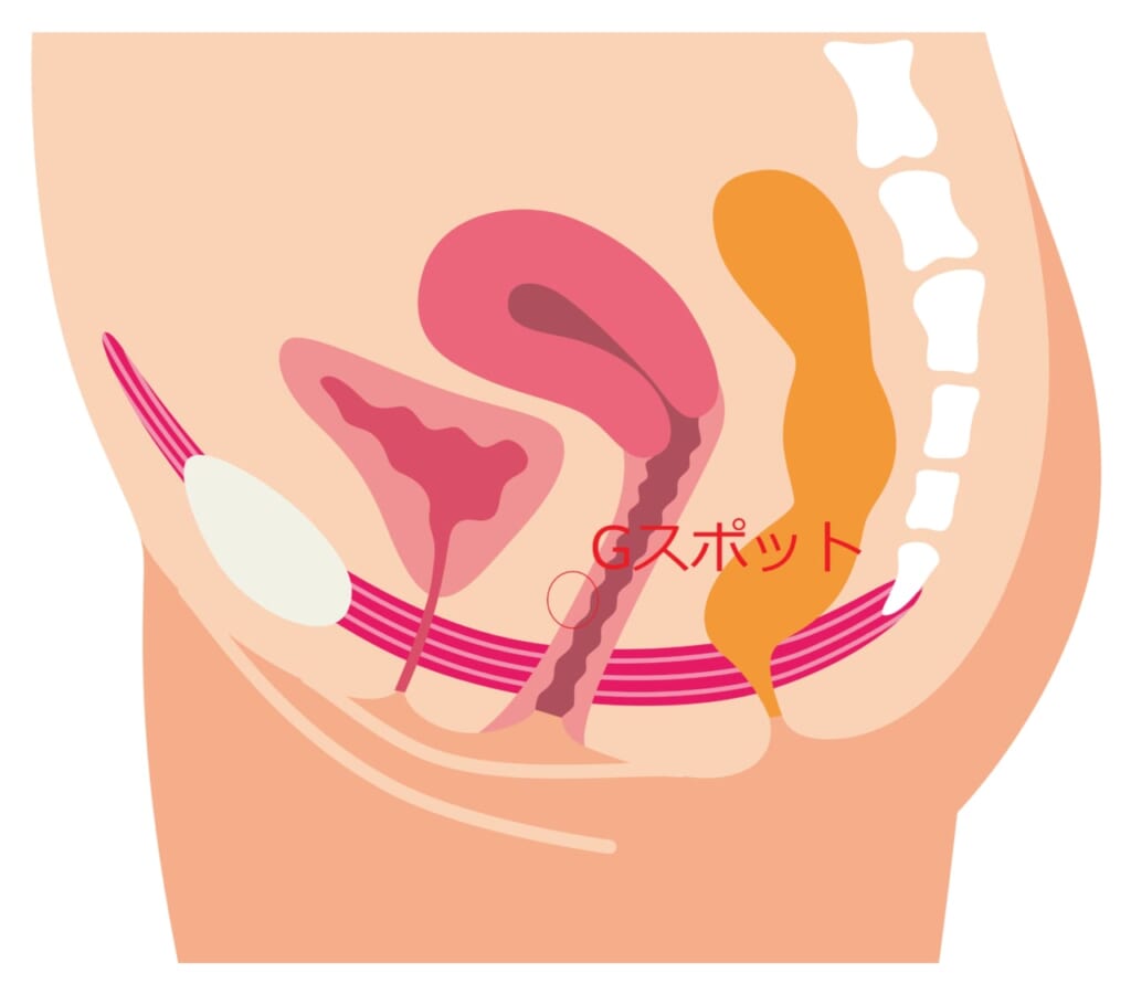 女性のGスポット・ポルチオ性感帯開発方法【図解】 | セクテクサイト