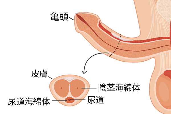 そういうもの？「彼氏がすぐ勃つ」勃起した時の男性心理5つ！ | リア女ニュース