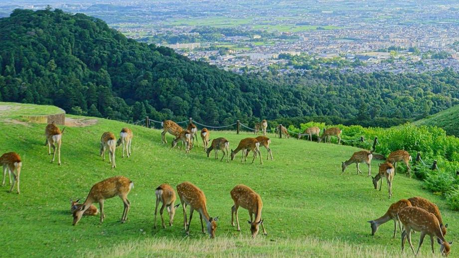 タンザニア ルアハ国立公園vol.9 帰り道ももちろんサファリ！  セルー動物保護区を経由してダルエスサラームへ。』ダルエスサラーム(タンザニア)の旅行記・ブログ