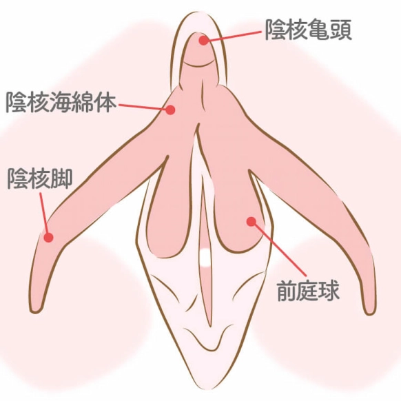 クリ 触り 方 :