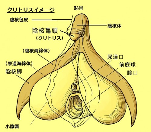 クリトリスの裏スジを刺激する方法！知ってるだけで差がつく穴場性感スポットとは