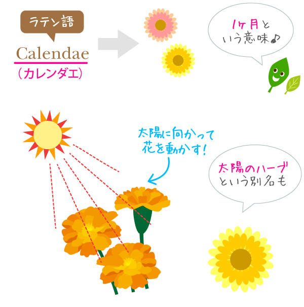 カレンデュラの効果！カレンデュラオイルの肌への効能って？ ｜ オーガニック化粧品のピュアノーブル