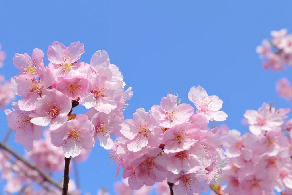 桜🌸満開の下で大切な方をお見送りしませんか？『森の風ホール府中』 | 多摩中央葬祭