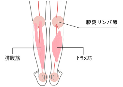 専門家監修】パーツ別、正しい「リンパマッサージ」のやり方。顔のたるみや脚のむくみを徹底ケア