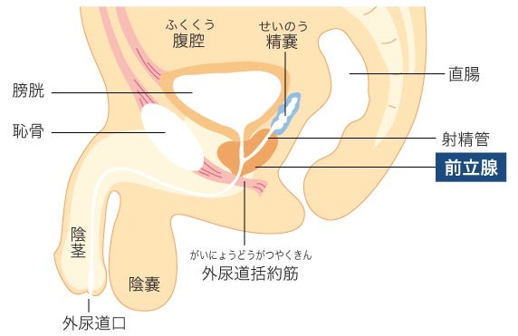 男の下半身…5つの性感帯 - こいさぷ~恋愛サプリ~ | stand.fm