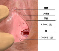 自画撮り Gスポット直撃 マン汁ぐっちょり悶絶オナニー エロ動画 -