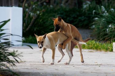 お金のために犬と交尾する女たち - エログちゃんねるニュース