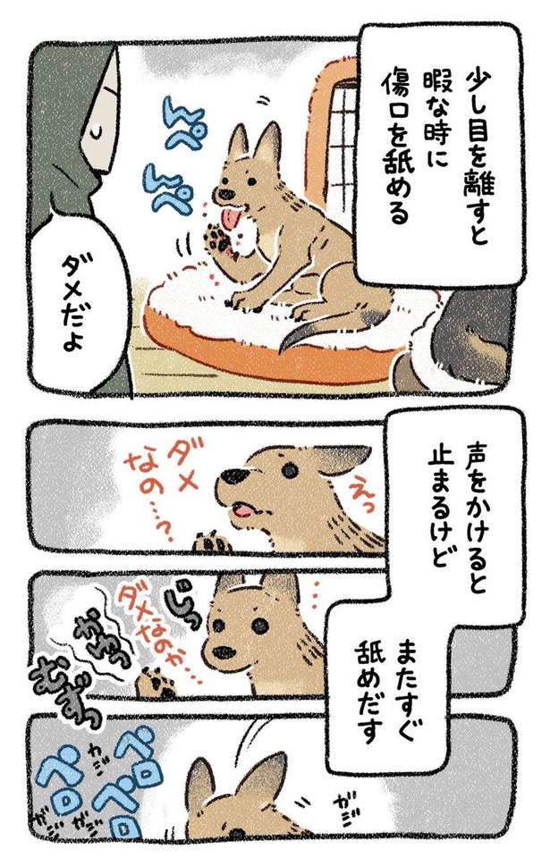 チワボスの可愛い子犬を見つけよう！