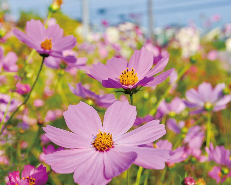 エステサロン様5周年記念にお届けされました祝い花|法人様向けのおしゃれな祝い花