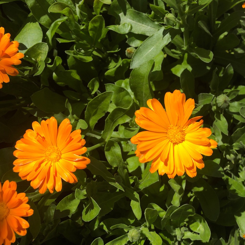 カレンドゥラ・アルヴェンシス Calendula arvensis -