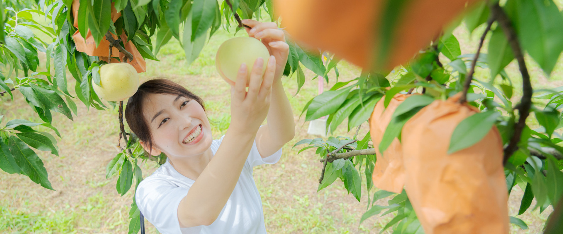 ジェイエイてんどうフーズ（くだもの） 山形県産 白桃