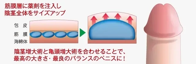 巨根サイズはどこから？】15cm以上、500円玉より太ければデカチンと言える｜あんしん通販コラム