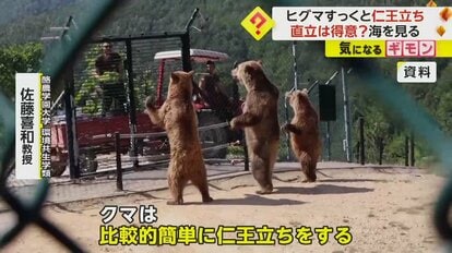 十和田八幡平 『のんびり探検隊』:クマ牧場