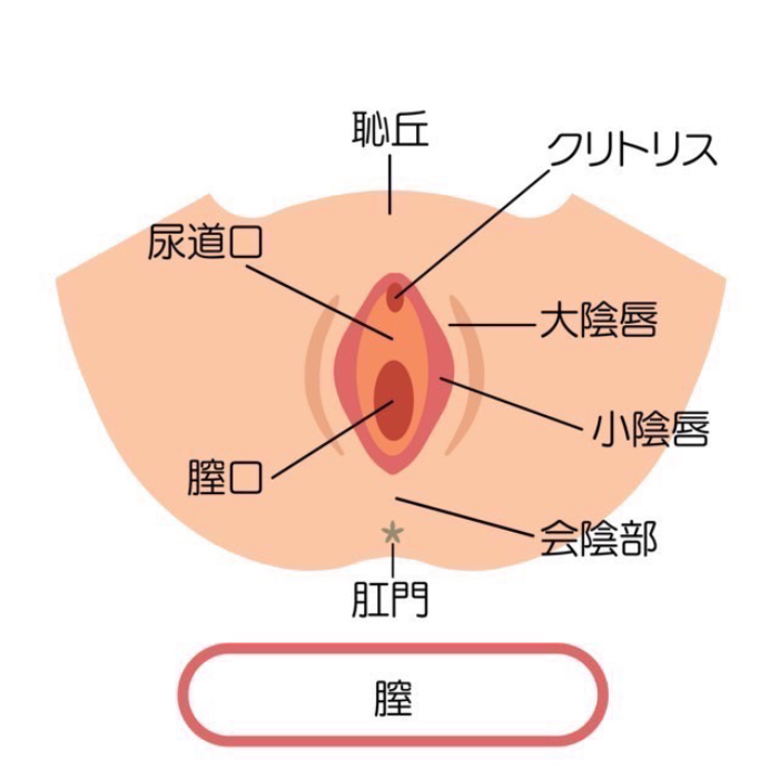 ペニスとクリトリス「勃起・形・メカニズム」の違い【比較完全図解】 | セクテクサイト