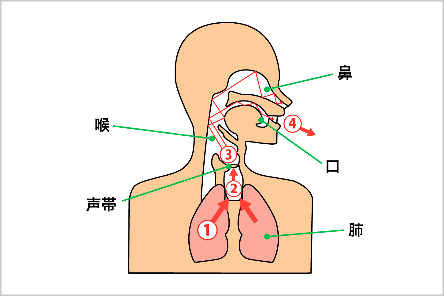 性のメカニズムと関係も？ 「あくび」のヒミツ 働きもののカラダの仕組み 北村昌陽