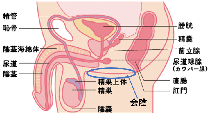 ドライオーガズムを得るためのコツとやり方｜前立腺開発についても解説｜風じゃマガジン