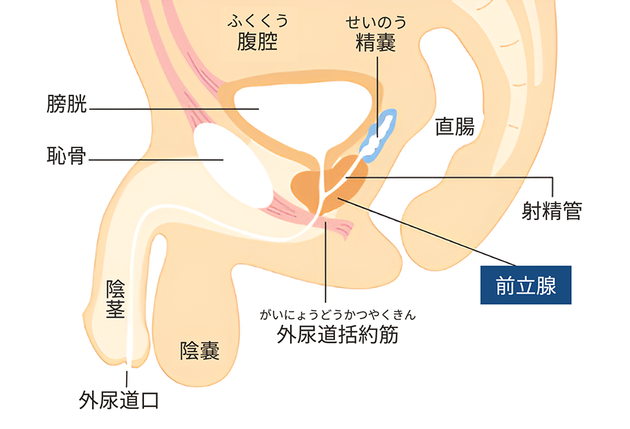 前立腺は三方向から責められるって知ってた？｜BLニュース ちるちる