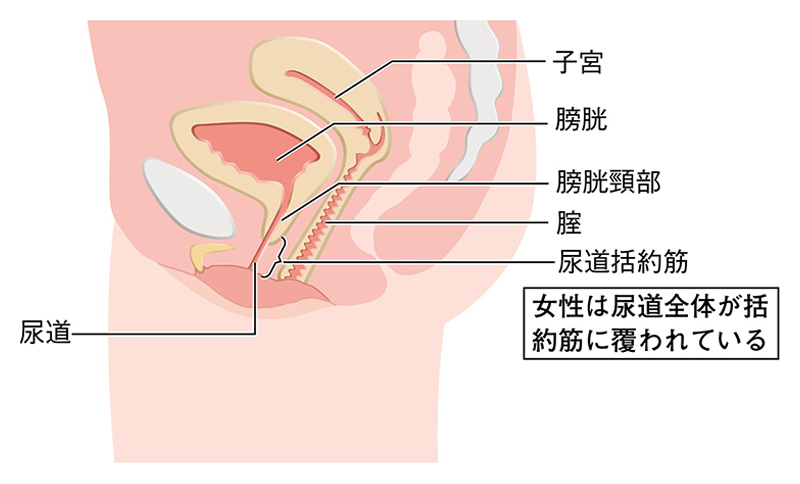 尿道責め♡】出るのは精子と尿だけではない！ 潮も噴けるようになる尿道調教！【おすすめ１５選】 - DLチャンネル