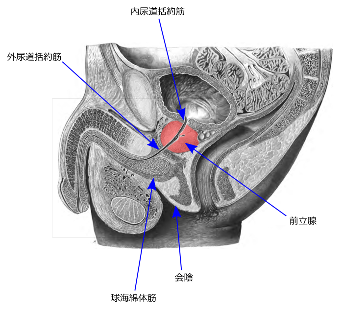 前立腺オナニーとは？快感を得られるやり方と危険性について解説！｜風じゃマガジン