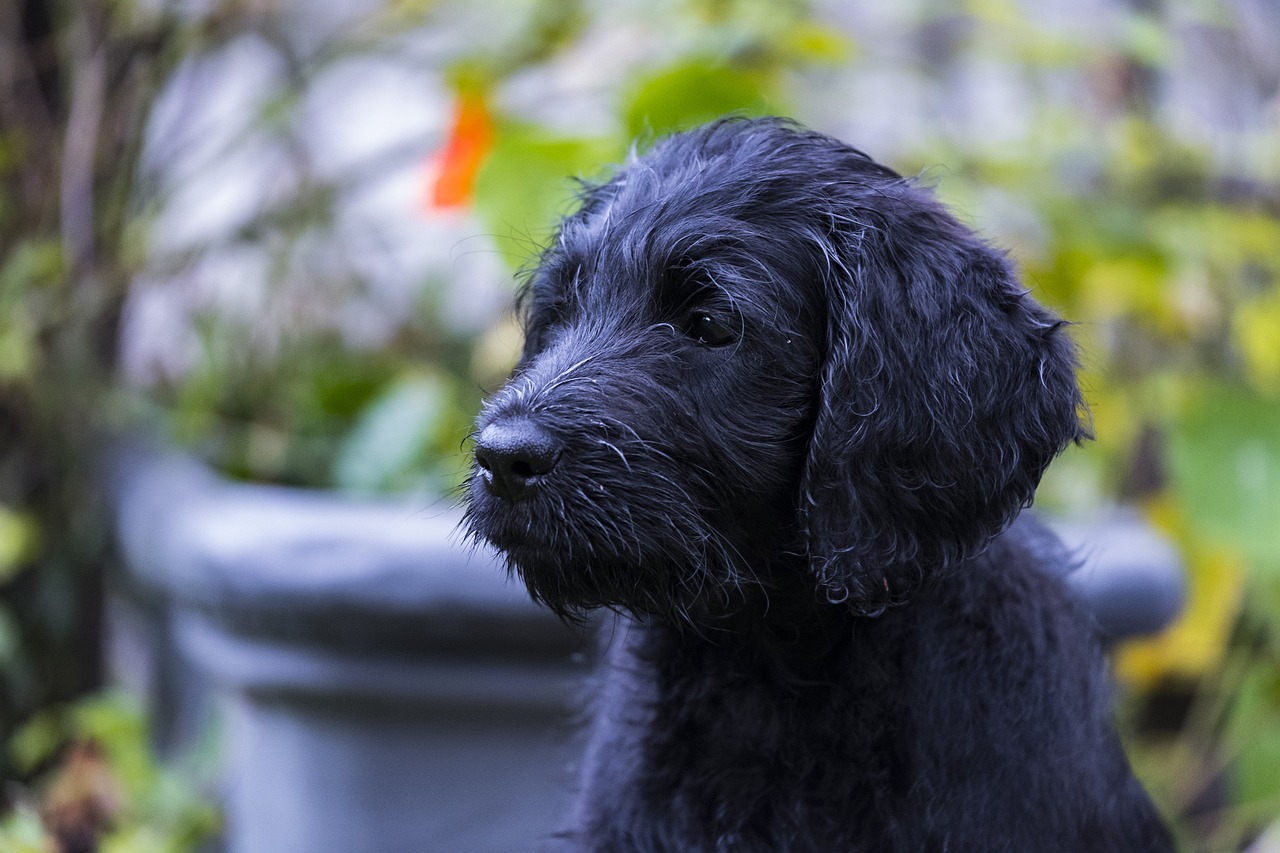 犬 かわいい 男の子 女の子