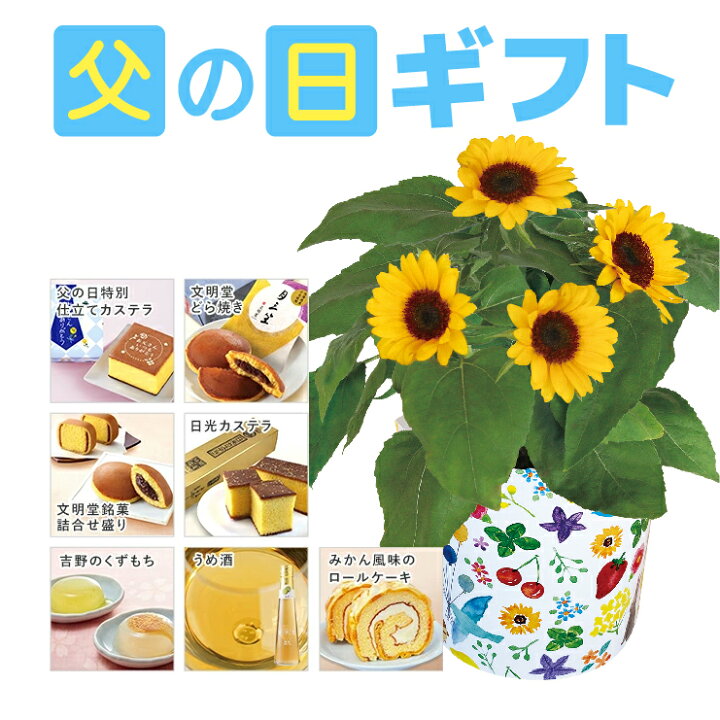 ヒマワリ | Helianthus annuus