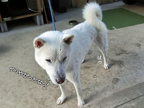 にこ：舐め犬(大宮デリヘル)｜駅ちか！