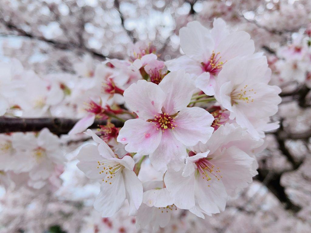 桜満開！知る人ぞ知る花見スポット | 富山県高岡市のお風呂・サウナ・ホテル・宿泊・プール・ご宴会・エステ・マッサージ