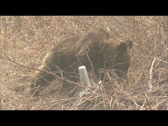 クマが観光客を襲った…負傷者多数の「乗鞍岳バスターミナル襲撃事件」の教訓（羽根田 治） |