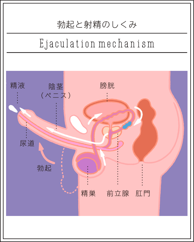 私たちはセックスの仕方がわからないの通販 by 楽太郎's shop｜ラクマ