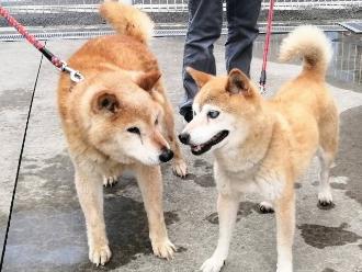 犬が自分の足を舐めたり、噛んだりするのはなぜ？考えられる原因と対処法を解説【獣医師監修】|ワンクォール