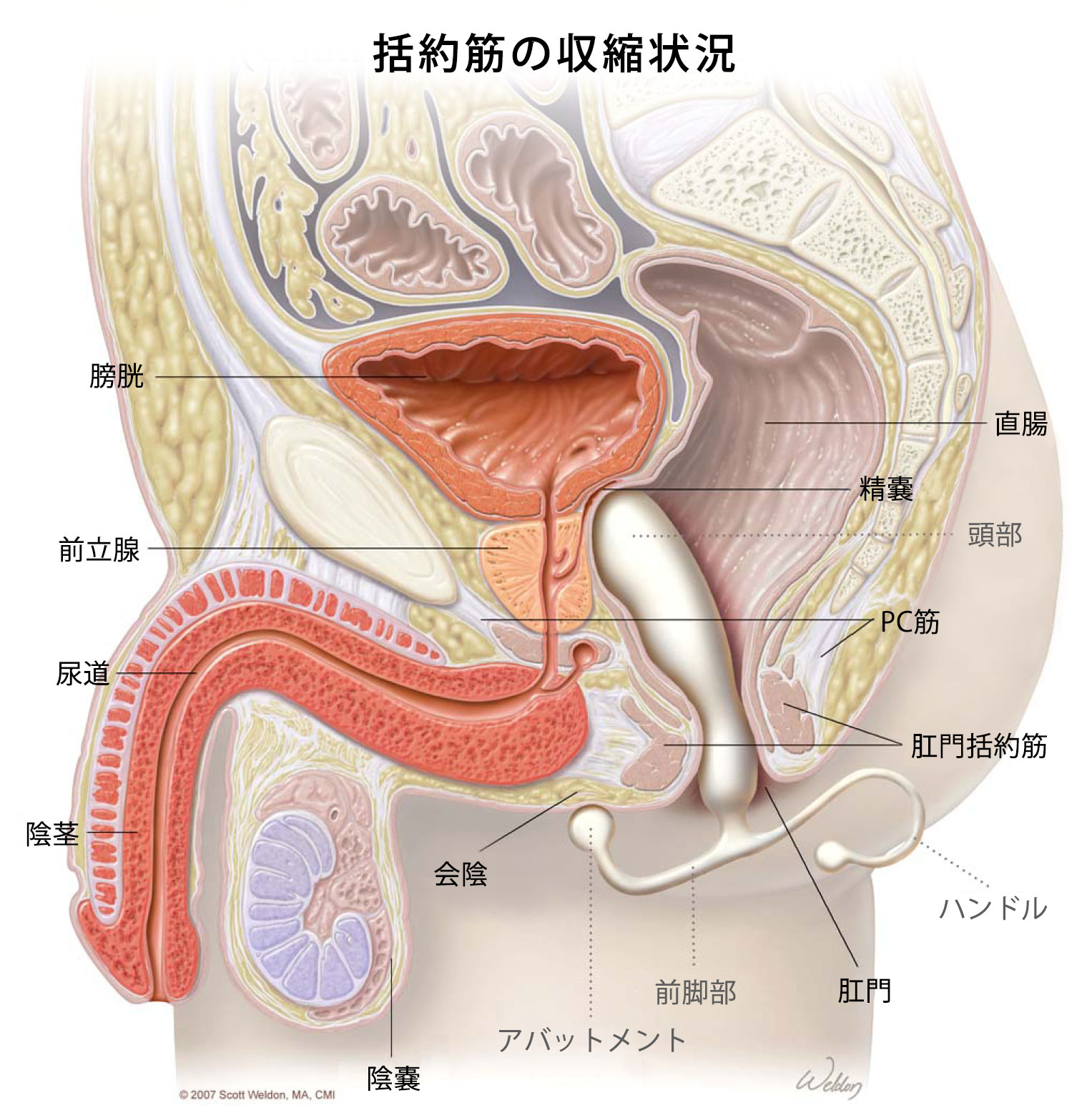 前立腺マッサージとはどんなプレイ？ 風俗エステ嬢がやり方を詳細解説 | シンデレラグループ公式サイト