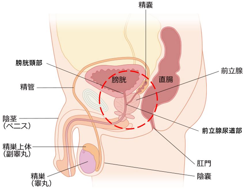 潮吹きとGスポットの密接な関係【やり方解説】女性必見！（画像つき） | 【30からの風俗アルバイト】ブログ