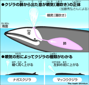 ハメ潮とは？やり方やコツ、ハメ潮吹きしやすい体位を詳しく解説｜風じゃマガジン