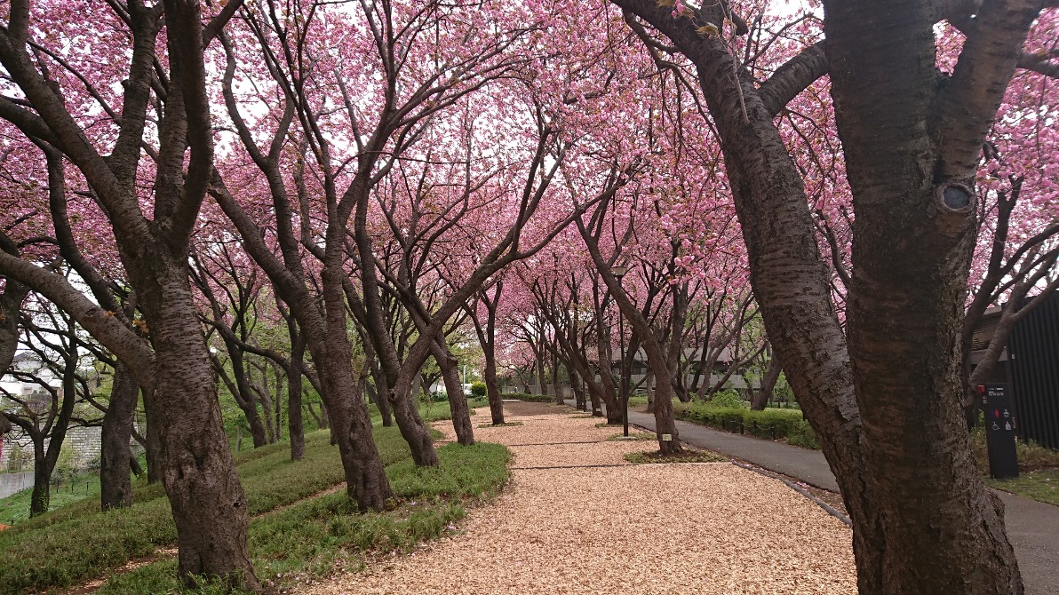 山口市周辺の「彼岸花」を愛でるドライブ～小鯖八幡宮と桜山南原寺～』山口市(山口県)の旅行記・ブログ by ソネッチさん【フォートラベル】