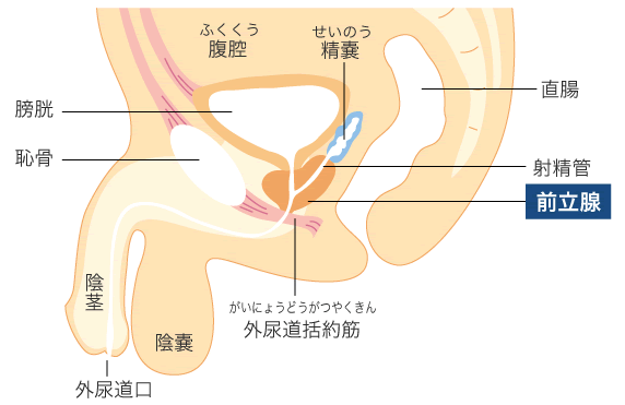 アナルとキンタマの中間あたり会陰をいじりながらのオナニードライオーガズムを感じる気持ちよさ : エロ漫画無料アダルト裏モノJAPAN