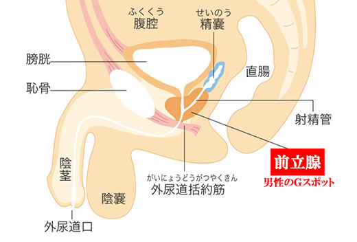 フィストを目指しながらの拡張とアナガズム開発 - フィスト