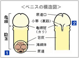 フェラのやり方・コツは？男性を気持ち良くさせる悶絶テク5選 | ENJYO-エンジョー-