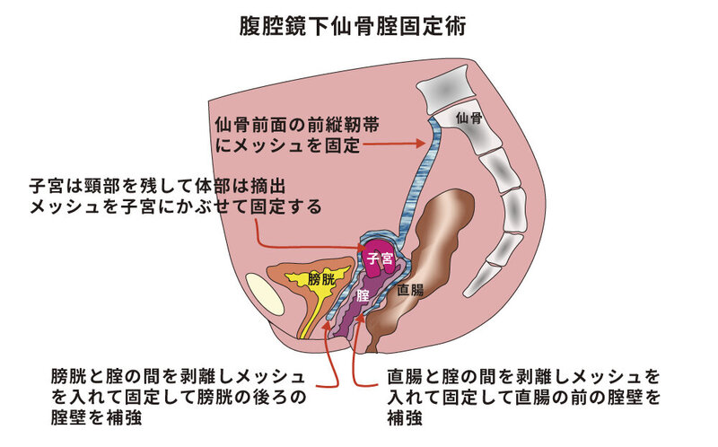 Terminologia Anatomica(TA)に基づく解剖学