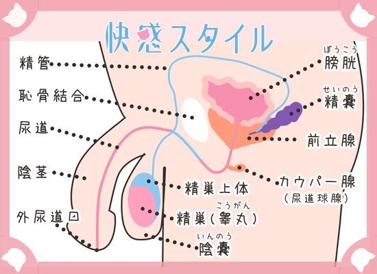 ドライオーガズムを得るためのコツとやり方｜前立腺開発についても解説｜風じゃマガジン