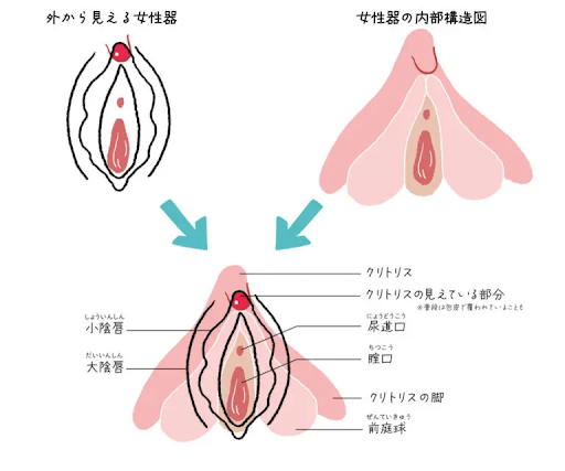 骨盤臓器脱の主な症状：当てはまったら要注意！ | 【公式】フェミクッション |